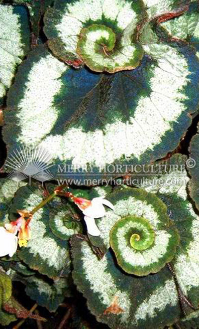 Begonia spp